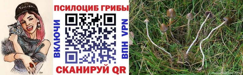 Псилоцибиновые грибы мицелий  Оса 